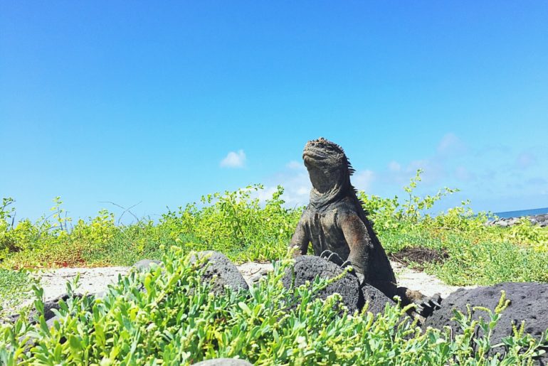Things to do in San Cristobal Galapagos - Iguana