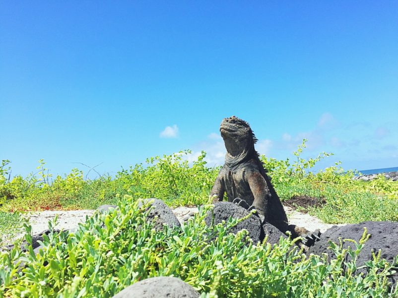Things to do in San Cristobal Galapagos - Iguana