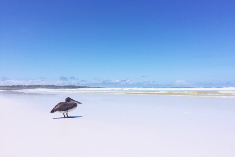 Galapagos on a budget - Tortuga Bay beach, Pelican standing on the beach