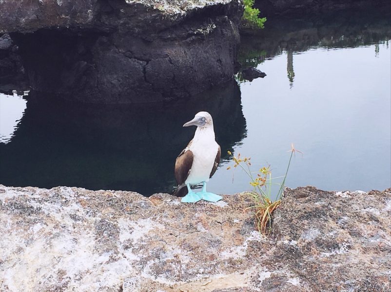 Galapagos travel tips -sunset-blue-footed-boobie