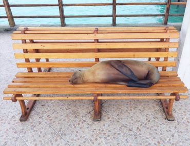 Galapagos travel tips - sea lion