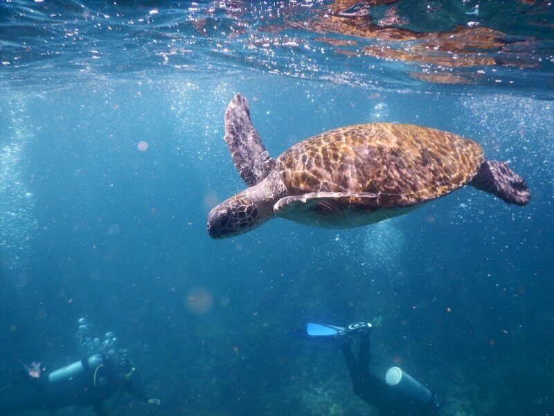 Byron Bay Activities - Turtle at Julian Rocks